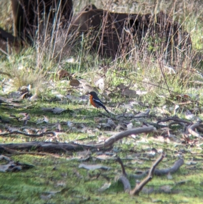 Petroica phoenicea (Flame Robin) at Table Top, NSW - 15 Jul 2023 by Darcy