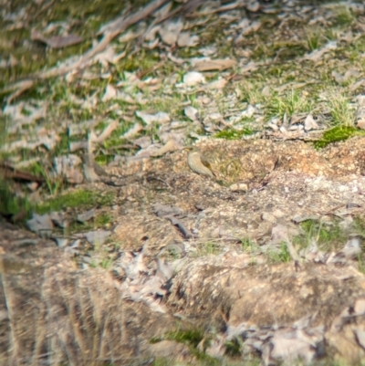 Ptilotula fusca (Fuscous Honeyeater) at Table Top, NSW - 15 Jul 2023 by Darcy