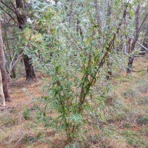 Olearia lirata at Isaacs, ACT - 15 Jul 2023