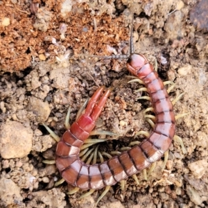 Cormocephalus aurantiipes at Captains Flat, NSW - 15 Jul 2023