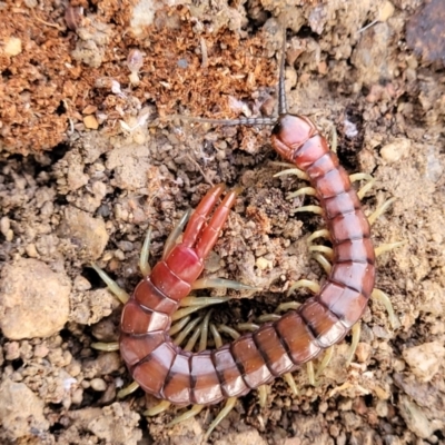 Cormocephalus aurantiipes (Orange-legged Centipede) at Captains Flat, NSW - 15 Jul 2023 by trevorpreston