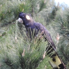 Zanda funerea (Yellow-tailed Black-Cockatoo) at Burradoo, NSW - 15 Jul 2023 by GlossyGal