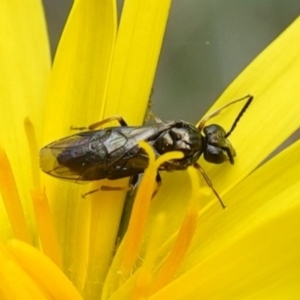 Eurys sp. (genus) at Bango Nature Reserve - 10 Oct 2022