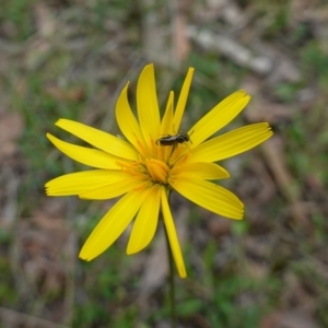 Eurys sp. (genus) at Bango Nature Reserve - 10 Oct 2022