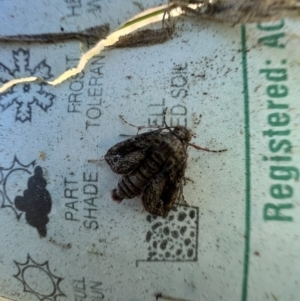 Pataeta carbo at Murrumbateman, NSW - 11 Jul 2023 03:36 PM