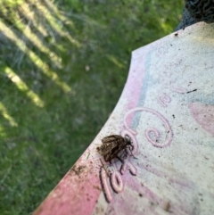 Pataeta carbo at Murrumbateman, NSW - 11 Jul 2023 03:36 PM