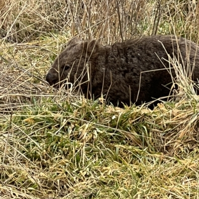 Vombatus ursinus (Common wombat, Bare-nosed Wombat) at Burra, NSW - 13 Jul 2023 by SimoneC