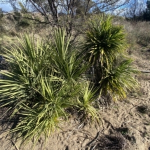 Yucca sp. at Molonglo Valley, ACT - 9 Jul 2023 02:27 PM