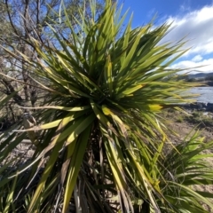 Yucca sp. at Molonglo Valley, ACT - 9 Jul 2023 02:27 PM