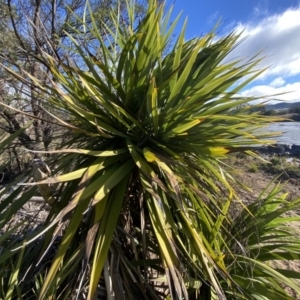 Yucca sp. at Molonglo Valley, ACT - 9 Jul 2023