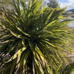 Yucca sp. at Molonglo Valley, ACT - 9 Jul 2023