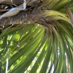 Yucca sp. at Molonglo Valley, ACT - 9 Jul 2023