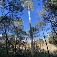 Eucalyptus mannifera (Brittle Gum) at Molonglo Valley, ACT - 9 Jul 2023 by SteveBorkowskis