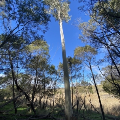 Eucalyptus mannifera (Brittle Gum) at Molonglo Valley, ACT - 9 Jul 2023 by Steve_Bok