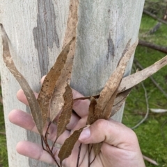 Eucalyptus mannifera at Molonglo Valley, ACT - 9 Jul 2023 01:30 PM