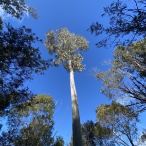 Eucalyptus mannifera at Molonglo Valley, ACT - 9 Jul 2023 01:30 PM