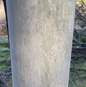 Eucalyptus mannifera at Molonglo Valley, ACT - 9 Jul 2023 01:30 PM