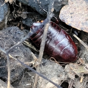 Platyzosteria similis at Captains Flat, NSW - 15 Jul 2023 03:53 PM