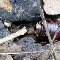 Platyzosteria similis at Captains Flat, NSW - 15 Jul 2023