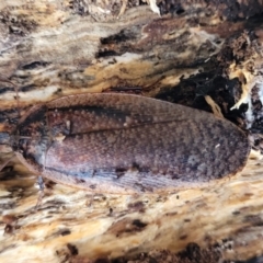 Molytria perplexa (Bark Cockroach) at Yanununbeyan State Conservation Area - 15 Jul 2023 by trevorpreston
