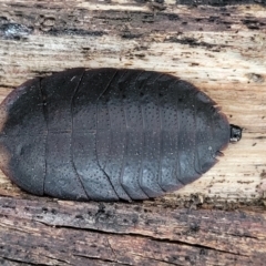 Laxta sp. (genus) (Bark cockroach) at Yanununbeyan State Conservation Area - 15 Jul 2023 by trevorpreston