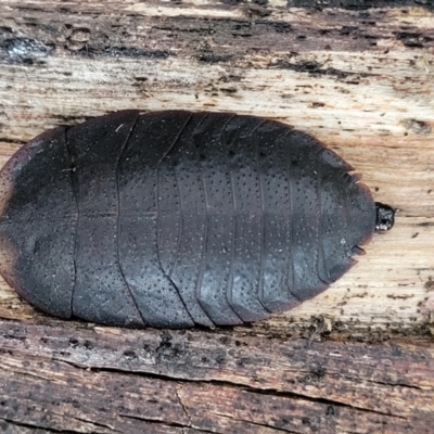 Laxta sp. (genus) (Bark cockroach) at Captains Flat, NSW - 15 Jul 2023 by trevorpreston