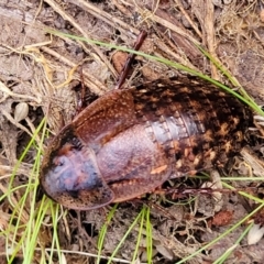 Molytria perplexa (Bark Cockroach) at Yanununbeyan State Conservation Area - 15 Jul 2023 by trevorpreston
