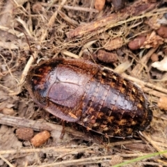 Molytria perplexa at Captains Flat, NSW - 15 Jul 2023