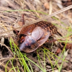 Molytria perplexa at Captains Flat, NSW - 15 Jul 2023