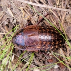 Molytria perplexa at Captains Flat, NSW - 15 Jul 2023