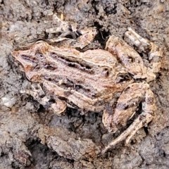 Crinia signifera (Common Eastern Froglet) at Yanununbeyan State Conservation Area - 15 Jul 2023 by trevorpreston