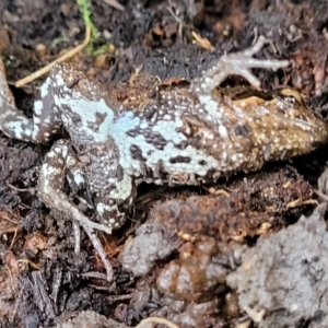 Crinia signifera at Captains Flat, NSW - 15 Jul 2023