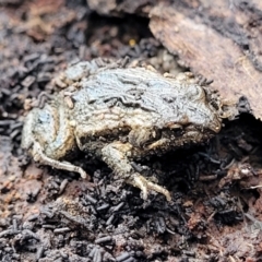 Crinia signifera (Common Eastern Froglet) at Captains Flat, NSW - 15 Jul 2023 by trevorpreston