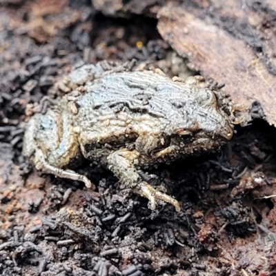 Crinia signifera (Common Eastern Froglet) at Yanununbeyan State Conservation Area - 15 Jul 2023 by trevorpreston