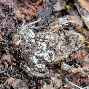 Crinia signifera at Captains Flat, NSW - 15 Jul 2023