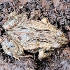 Crinia signifera at Captains Flat, NSW - 15 Jul 2023