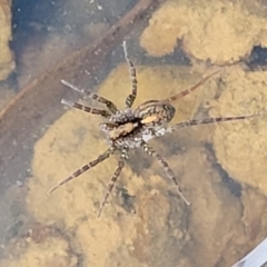 Pisauridae (family) (Water spider) at Primrose Valley, NSW - 15 Jul 2023 by trevorpreston