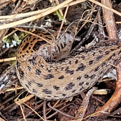 Limax maximus (Leopard Slug, Great Grey Slug) at Captains Flat, NSW - 15 Jul 2023 by trevorpreston