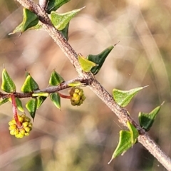 Acacia gunnii at Captains Flat, NSW - 15 Jul 2023 03:14 PM