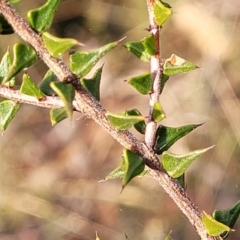 Acacia gunnii at Captains Flat, NSW - 15 Jul 2023