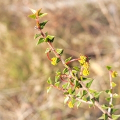 Acacia gunnii at Captains Flat, NSW - 15 Jul 2023