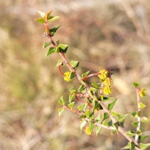 Acacia gunnii at Captains Flat, NSW - 15 Jul 2023