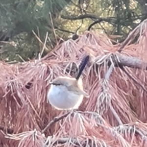 Malurus cyaneus at Jerrabomberra, ACT - 15 Jul 2023