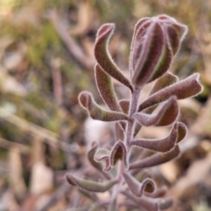 Persoonia rigida at Captains Flat, NSW - 15 Jul 2023