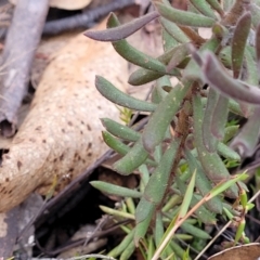 Persoonia rigida at Captains Flat, NSW - 15 Jul 2023 03:01 PM