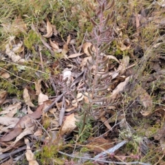 Persoonia rigida at Captains Flat, NSW - 15 Jul 2023