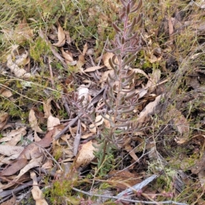 Persoonia rigida at Captains Flat, NSW - 15 Jul 2023