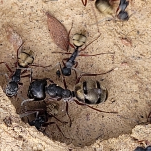 Camponotus suffusus at Captains Flat, NSW - 15 Jul 2023