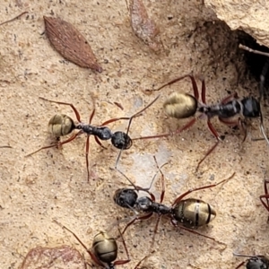 Camponotus suffusus at Captains Flat, NSW - 15 Jul 2023