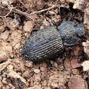 Adelium porcatum at Captains Flat, NSW - 15 Jul 2023